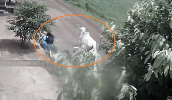 Estudante atropelada por vaca de senador receberá indenização; veja vídeo