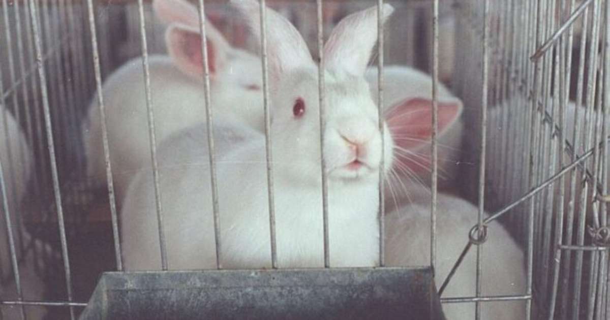 Entidades de defesa dos animais comemoram proibição de testes cosméticos em vertebrados vivos