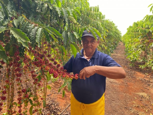 Projeto aposta no uso de abelhas para aumentar produtividade do café em Tangará da Serra