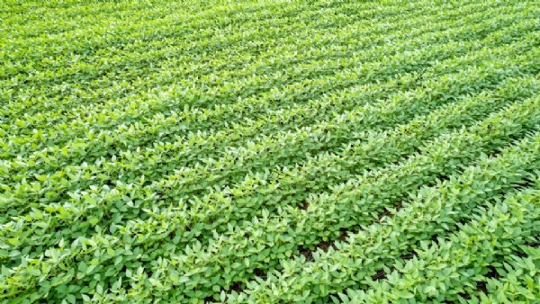 Devido a perdas climáticas, CMN autoriza prorrogação de crédito rural 2025 para Pronamp e Pronaf