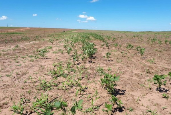 Período de vazio sanitário da soja começa neste domingo em Mato Grosso