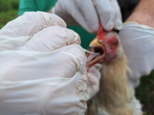 Gripe aviária: Indea inspeciona propriedades em raio de 10 quilômetros e realiza abate sanitário