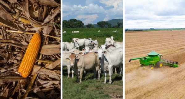 Mato Grosso deve ter crescimento de 19% e movimentar mais de R$ 200 bilhões com agropecuária