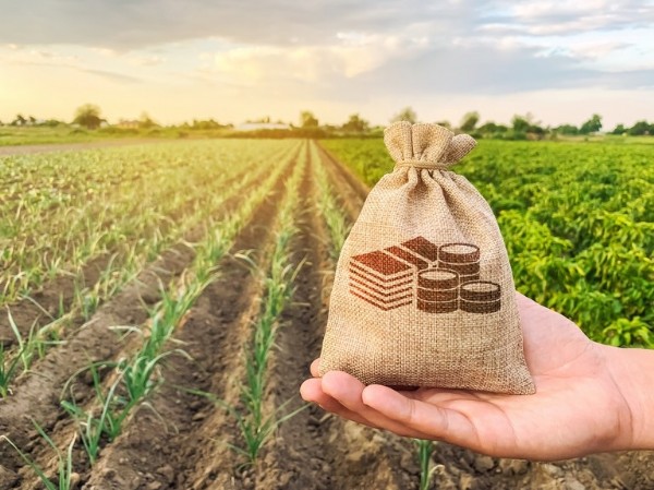 Plano safra 25/26 terá R$ 516,2 bilhões destinados à agricultura empresarial