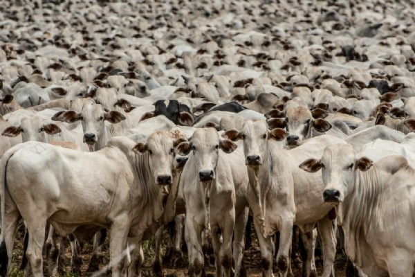 Mato Grosso receberá certificação internacional de zona livre da febre aftosa sem vacinação