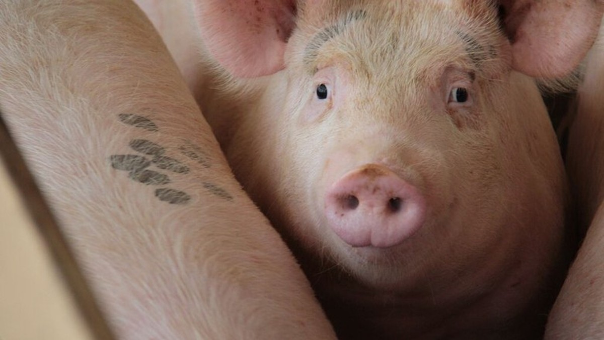Preços dos suínos caem com enfraquecimento da demanda pela carne