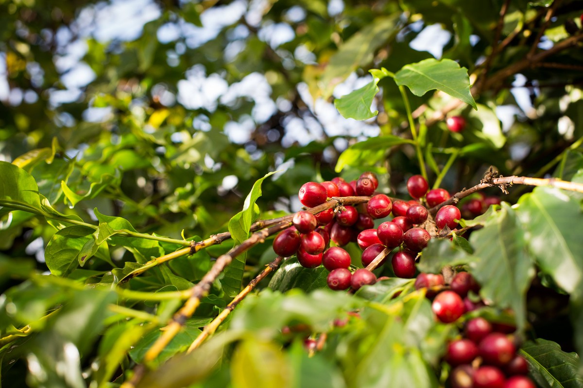 Guerra tarifária volta a provocar forte alta nos preços do café em NY