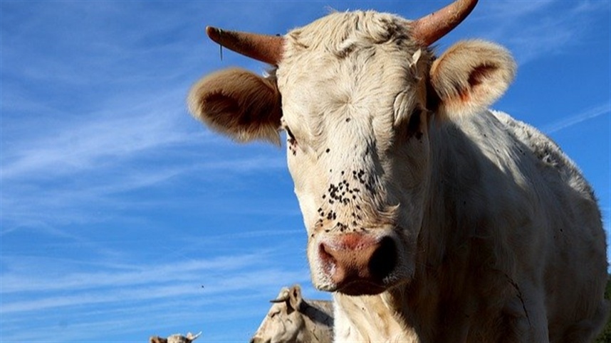EUA podem taxar carne bovina e afetar competitividade