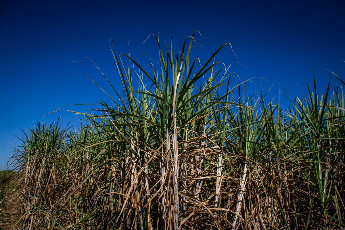 Agroterenas busca captar até R$ 320 milhões em CRA