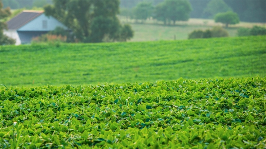 Adjuvantes agrícolas ganham destaque
