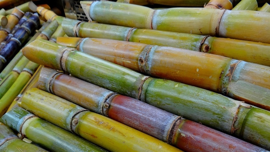 Irrigação pode aumentar produtividade em 30%