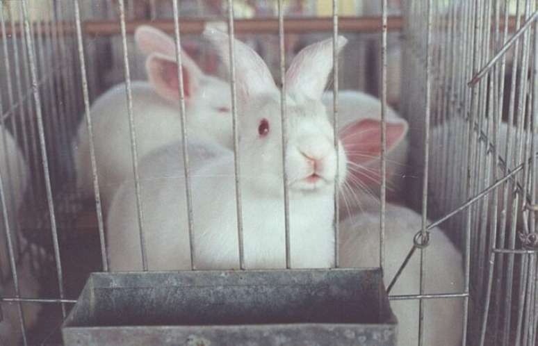 Lei define que produtos que realizaram testes com animais antes da proibição podem continuar sendo vendidos.