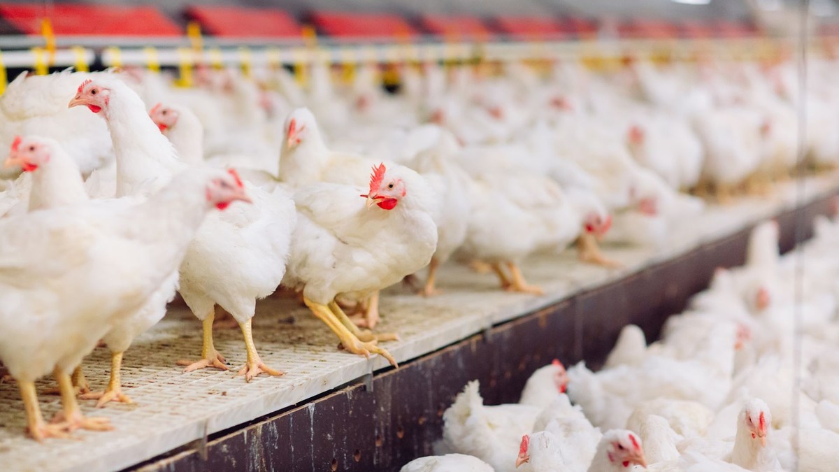 Preços da carne de frango iniciam julho em queda