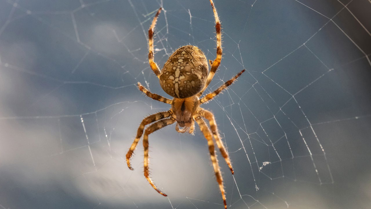 Alfândega encontra 1.500 aranhas em caixas de biscoitos