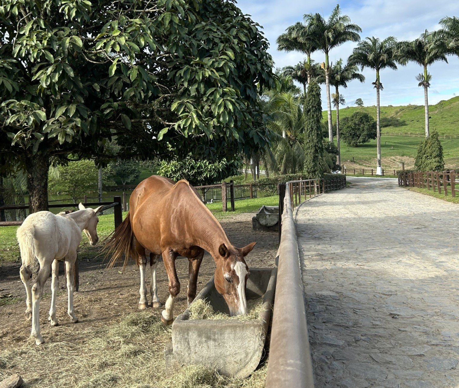 No frio, ração ‘mash’ ajuda na hidratação de equinos