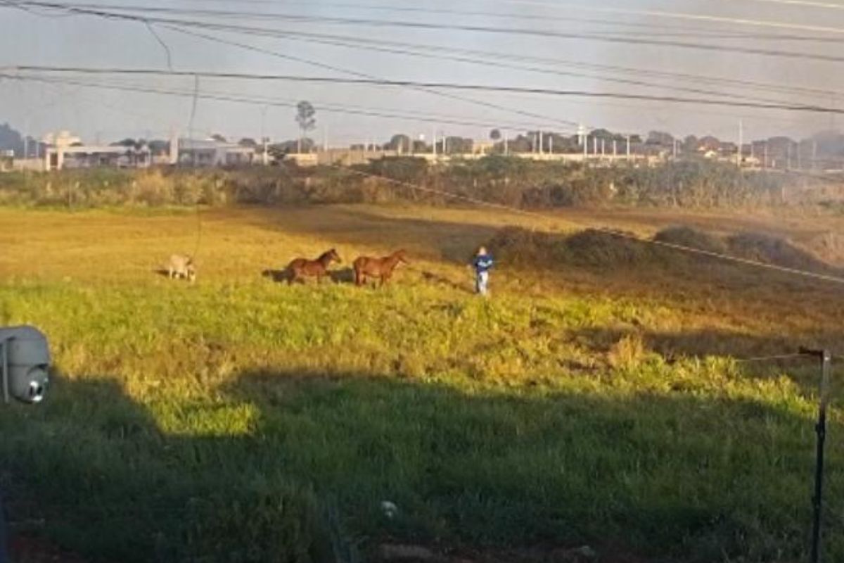 Câmera flagra homem ateando fogo em terreno com cavalos