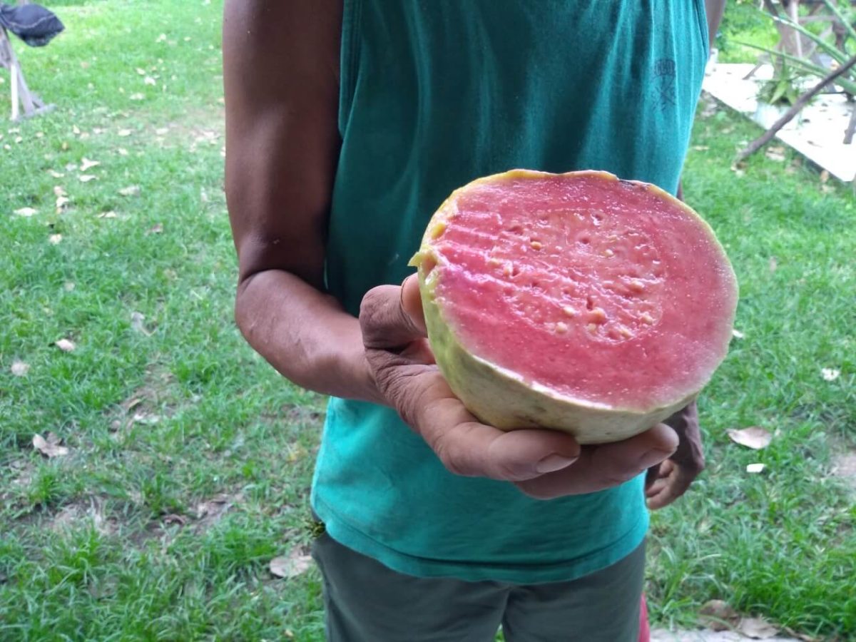 Goiaba gigante? Em Sinop tem