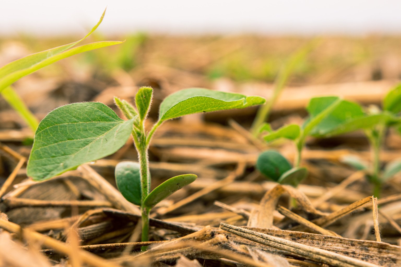 Comunicar o agro com propósito, inovação e sustentabilidade