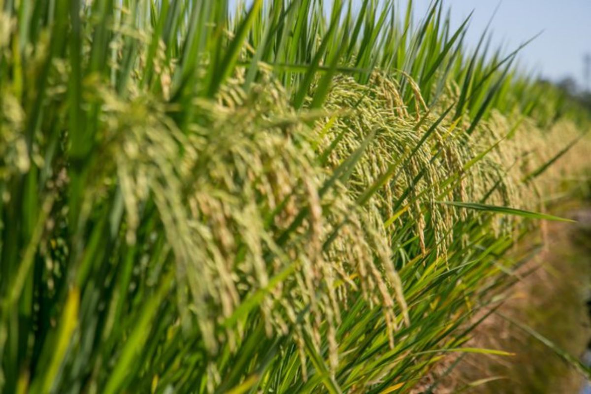 🌾 Com salto na produção, MT assume liderança nacional do arroz sequeiro