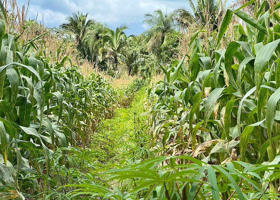 ‘Roça Sustentável’ aumenta produtividade da agricultura familiar