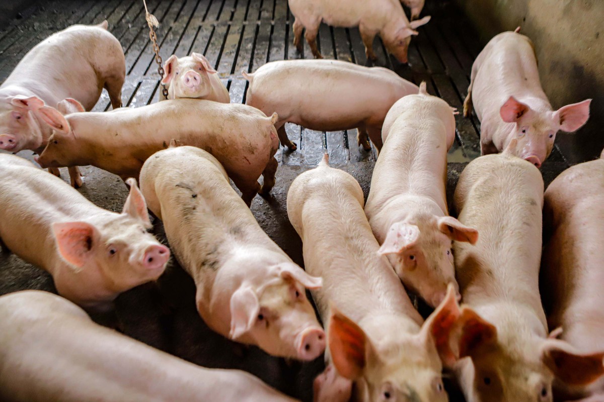 Indústria espera elevar venda de carne suína ao Chile