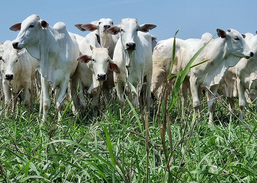veja os preços da arroba e do mercado atacadista