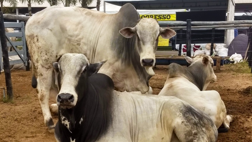 Tarifaço afeta ritmo de compras no mercado do boi