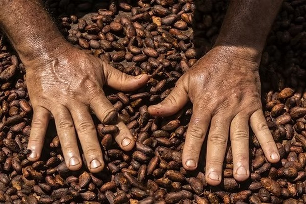 Preços do cacau sobem em meio à queda de demanda e pressão de consumo global