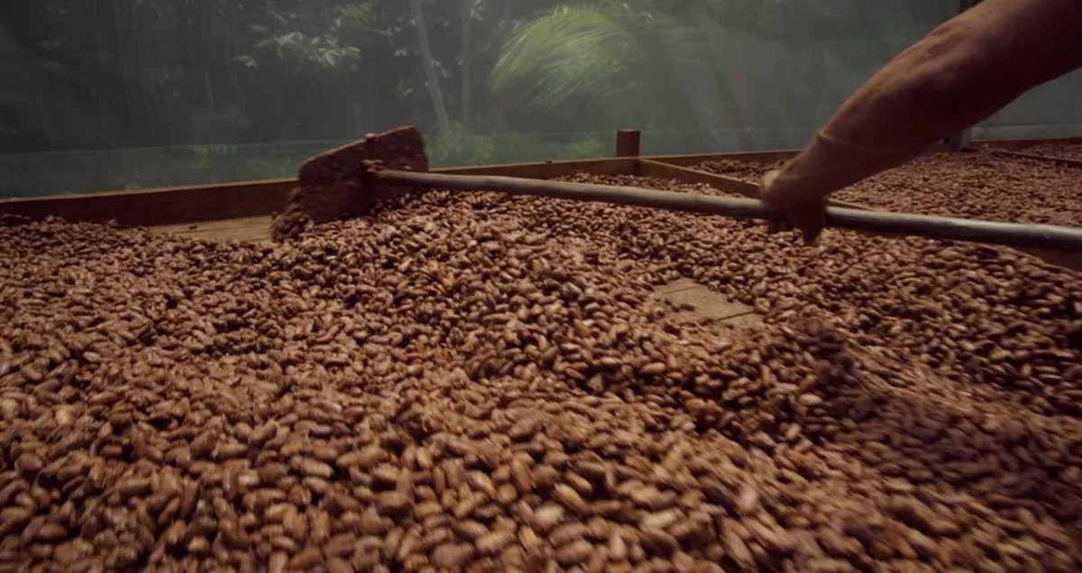 Cacau abre o dia em alta na bolsa de Nova York