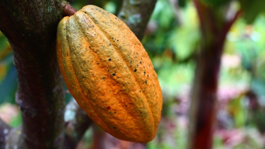 Brasil tem potencial para crescer na produção de cacau