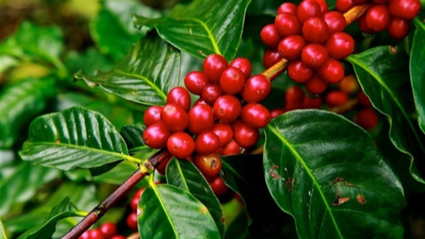Produção recorde e estoques limitados no café