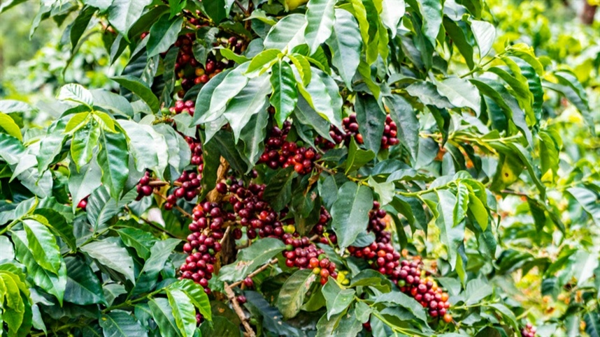 Novo fungicida trata batata, café e tomate
