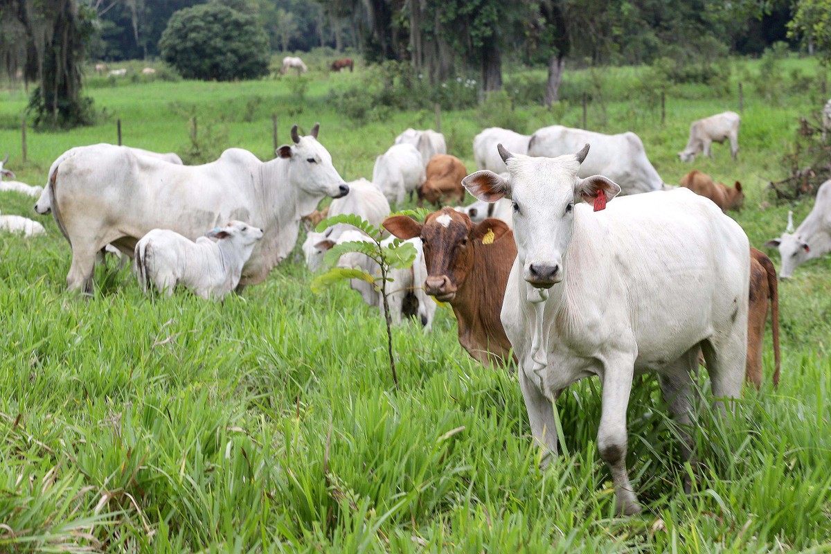 Preço do boi gordo cai na maioria das regiões pecuárias brasileiras
