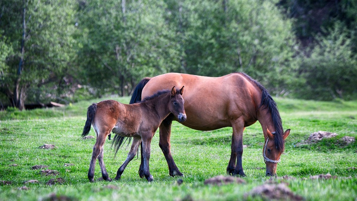 Mortes de cavalos por ração contaminada deverão aumentar