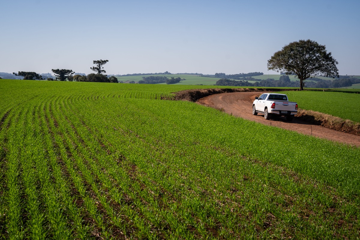 Plantio de trigo no Rio Grande do Sul chega a 92% da área