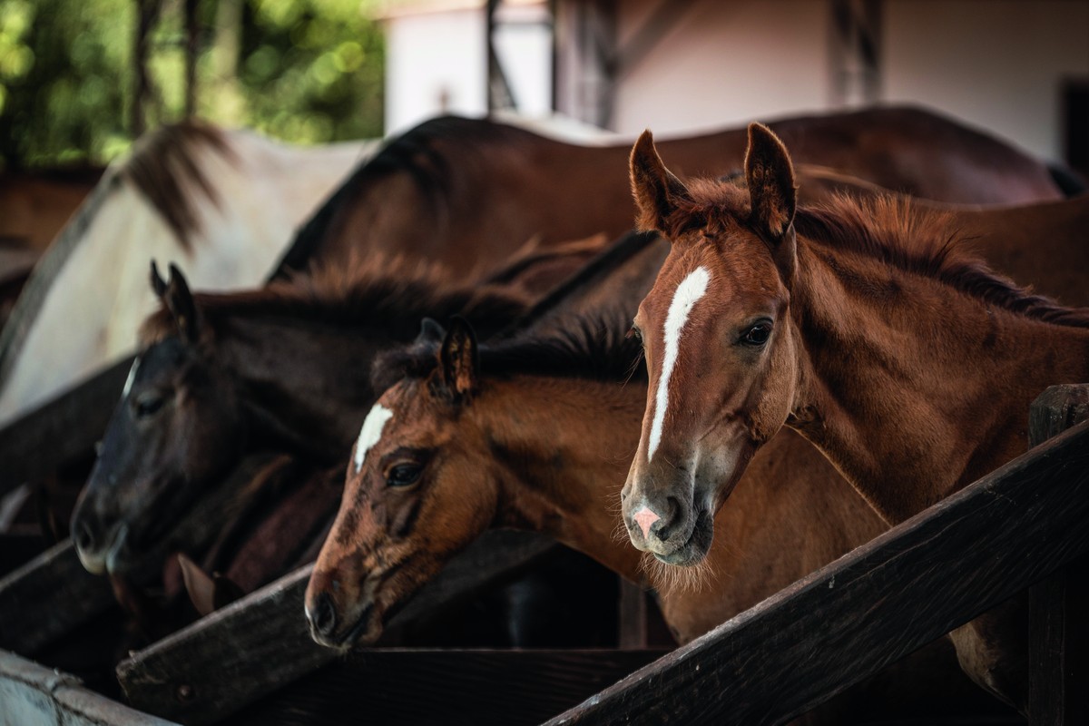 Sobe para 284 número de cavalos mortos após consumo de ração contaminada