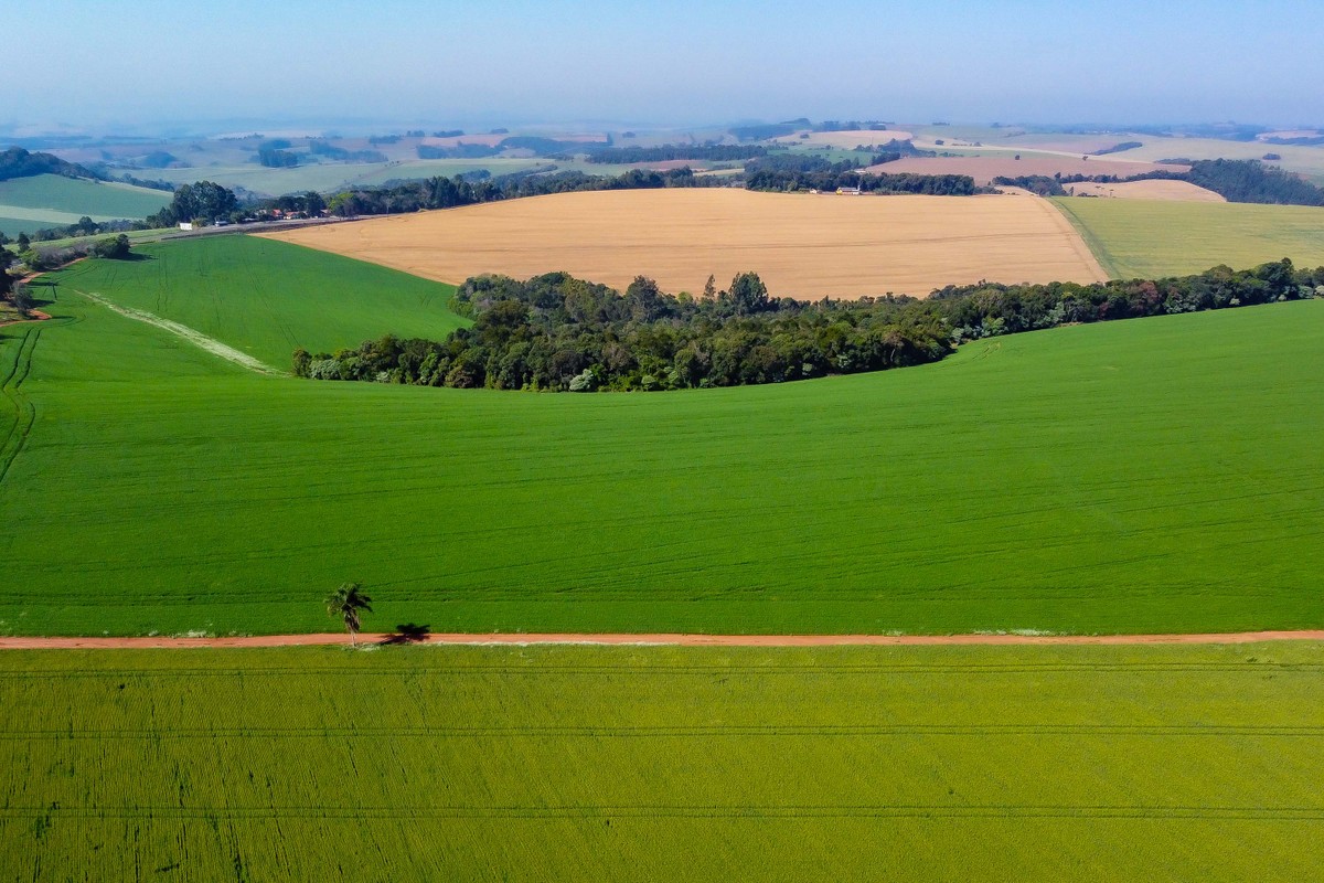 Entre medo do clima e preço baixo, trigo perde área no Sul