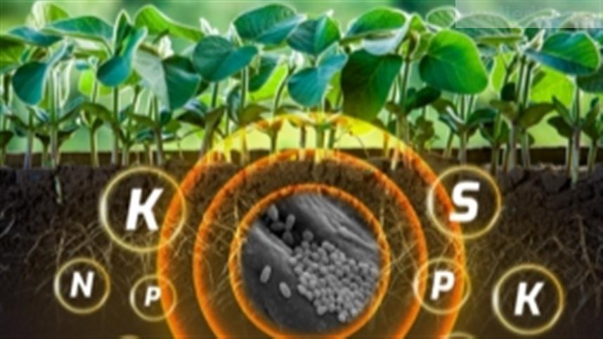 Bacillus spizizenii inaugura uma nova era na nutrição biológica da soja