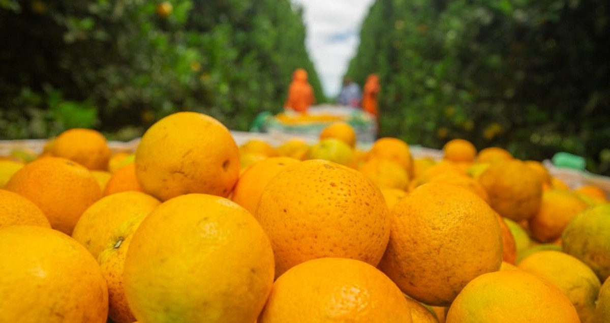 Apesar do tarifaço, mercado mantém negócios das primeiras laranjas da safra 2025/26