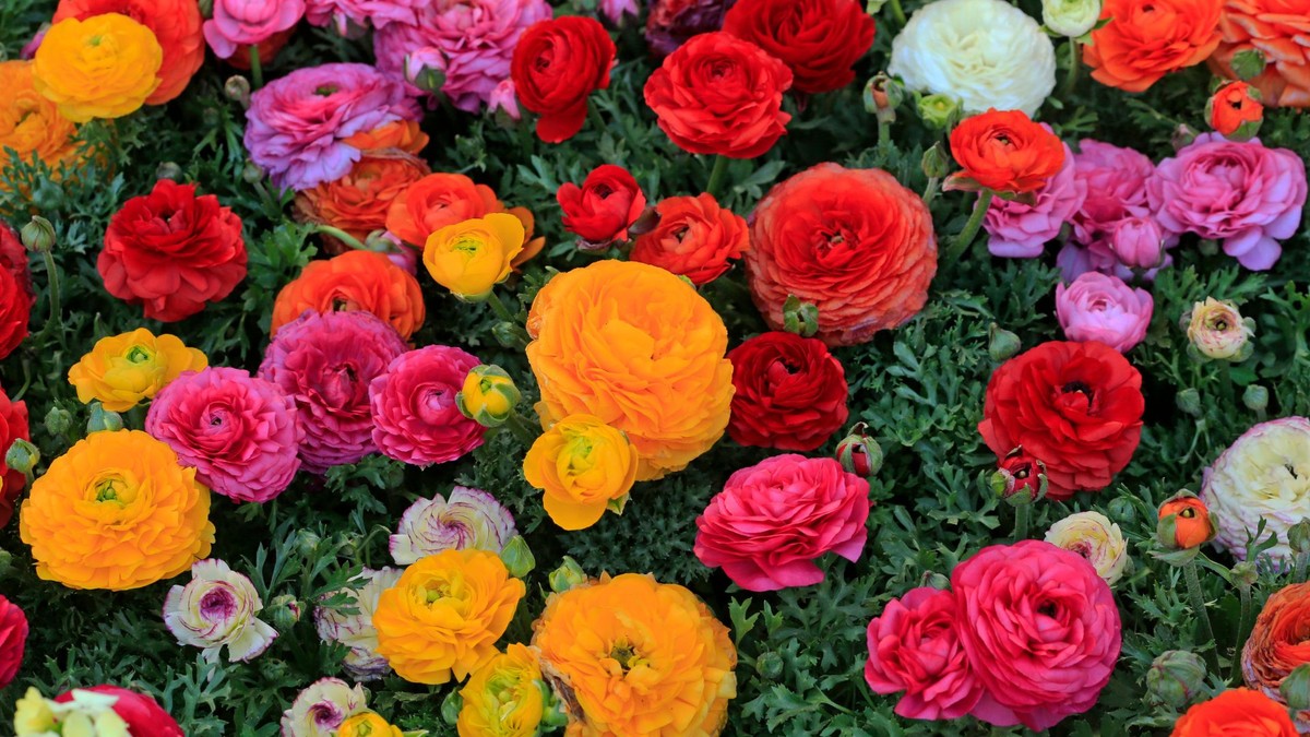Muito além das rosas: descubra as flores mais bonitas do mundo
