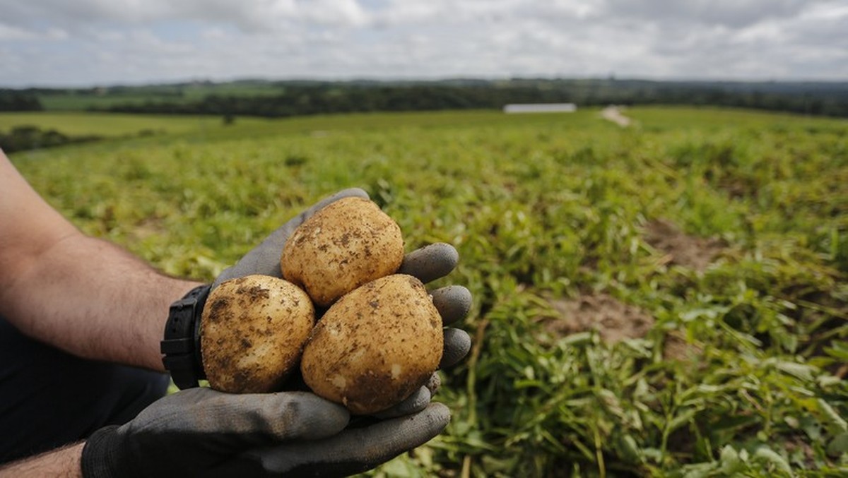 Preços da batata sobem no atacado com as chuvas dificultando a colheita