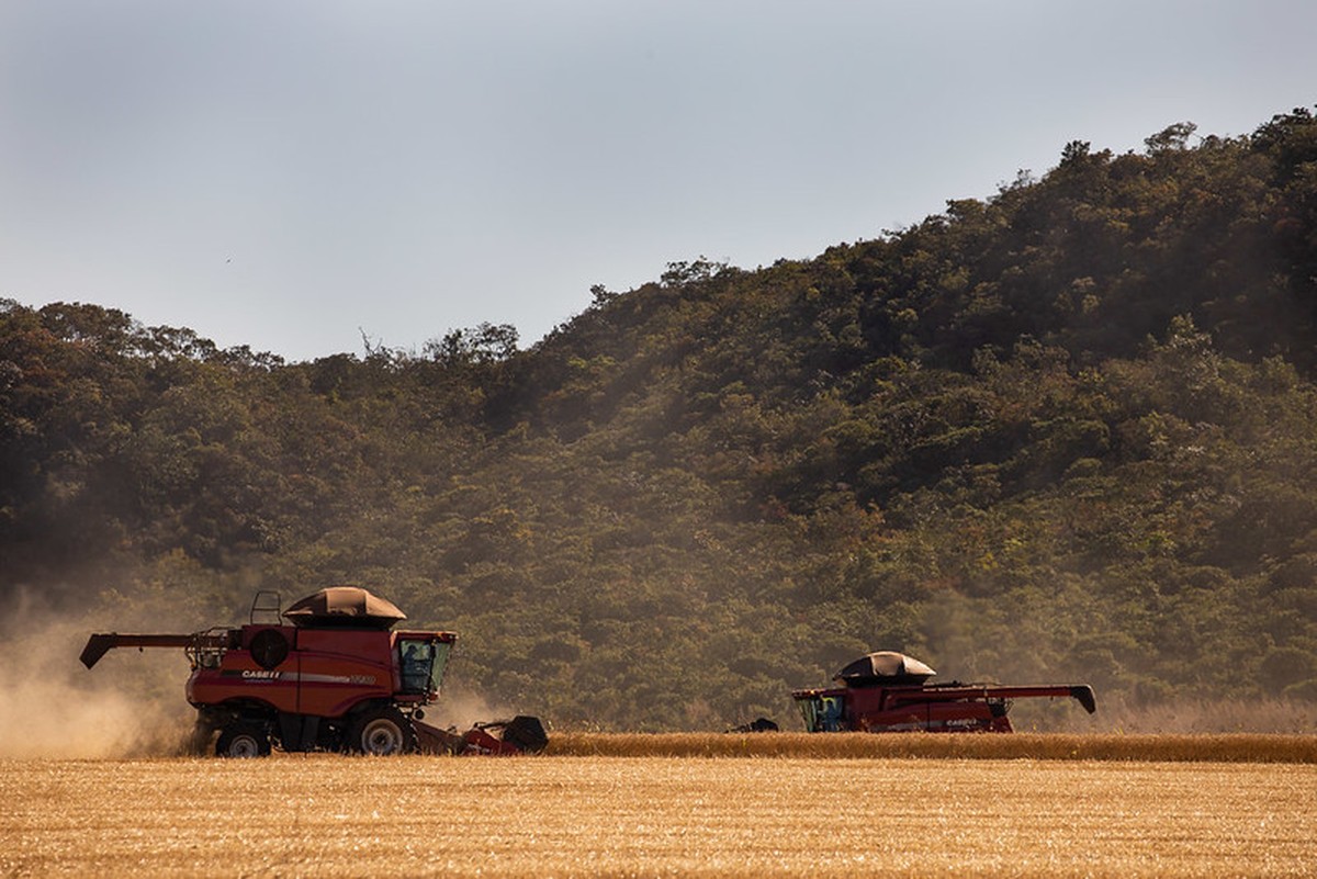 Safra mundial de trigo deve ser recorde, mas com estoques apertados