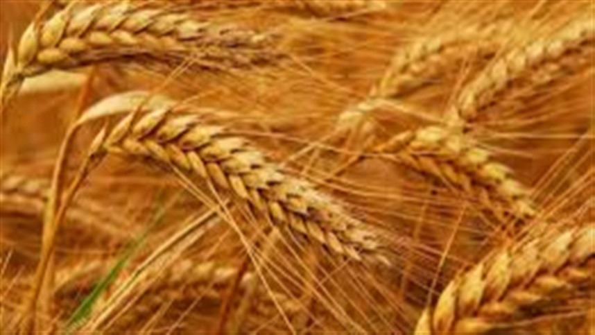 Preço do trigo registrou nova queda em julho e preocupa produtores
