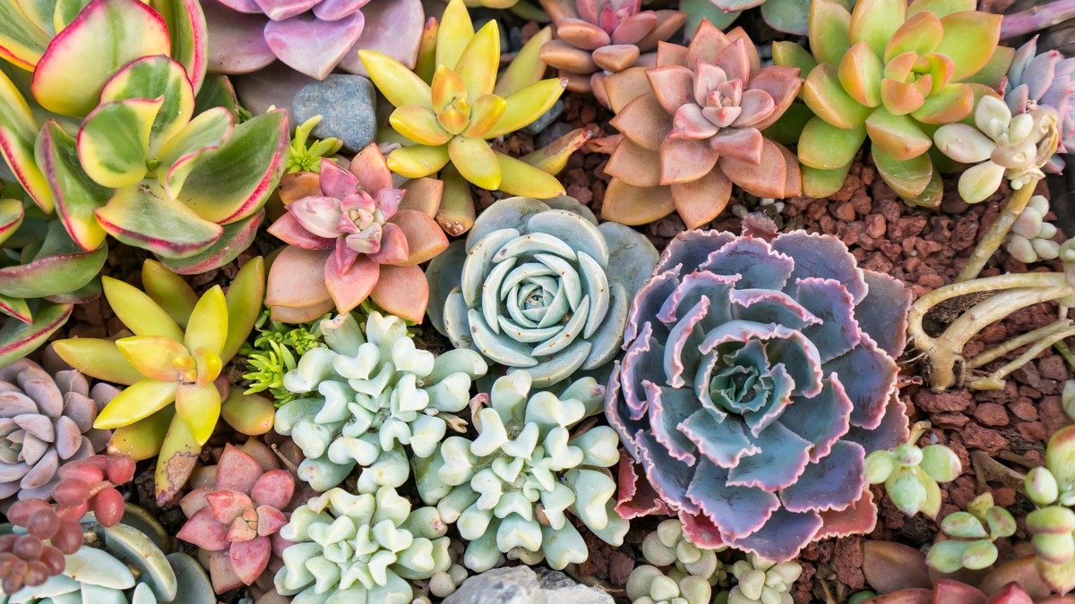 Sempre esquece de regar as plantas? Veja dez espécies que sobrevivem com pouca água
