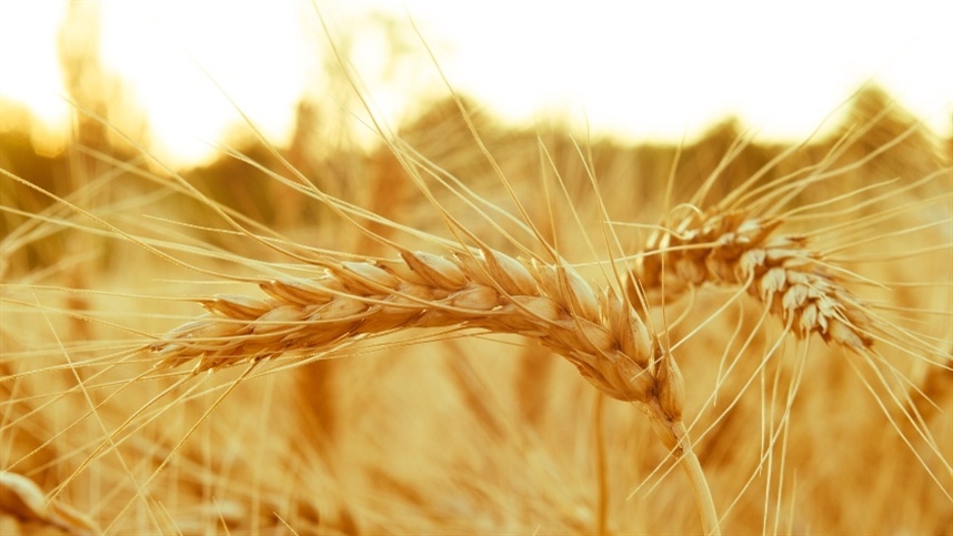 Colheita de trigo avança e eleva projeção argentina