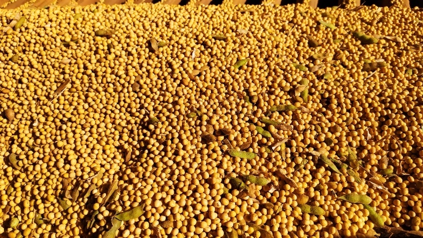 Soja recua em Chicago com pressão da demanda e da oferta