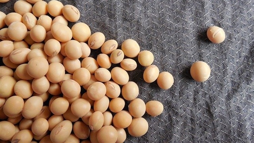 Área de soja deve cair 1,64% em Santa Catarina