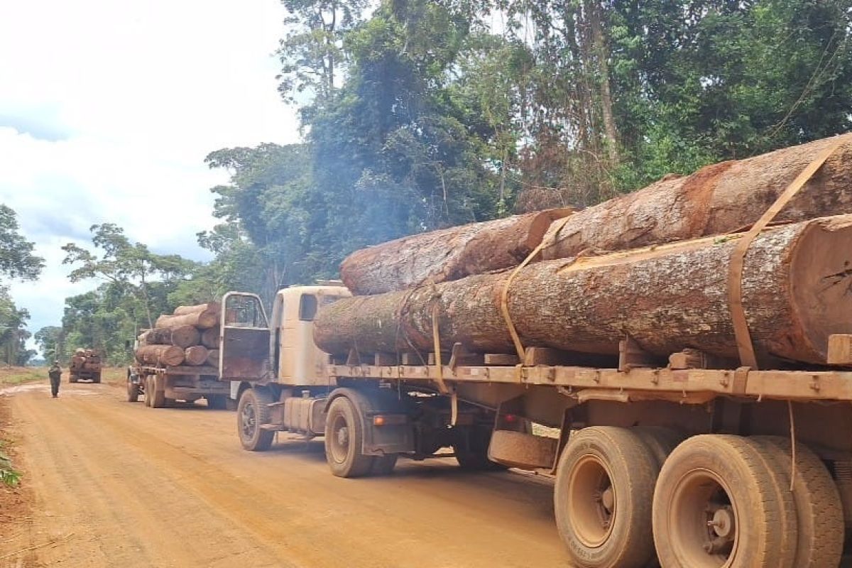 PM apreende mais de 100m³ de madeira ilegal em Feliz Natal