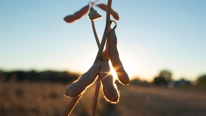 Excesso de chuva impõe risco à safra de soja