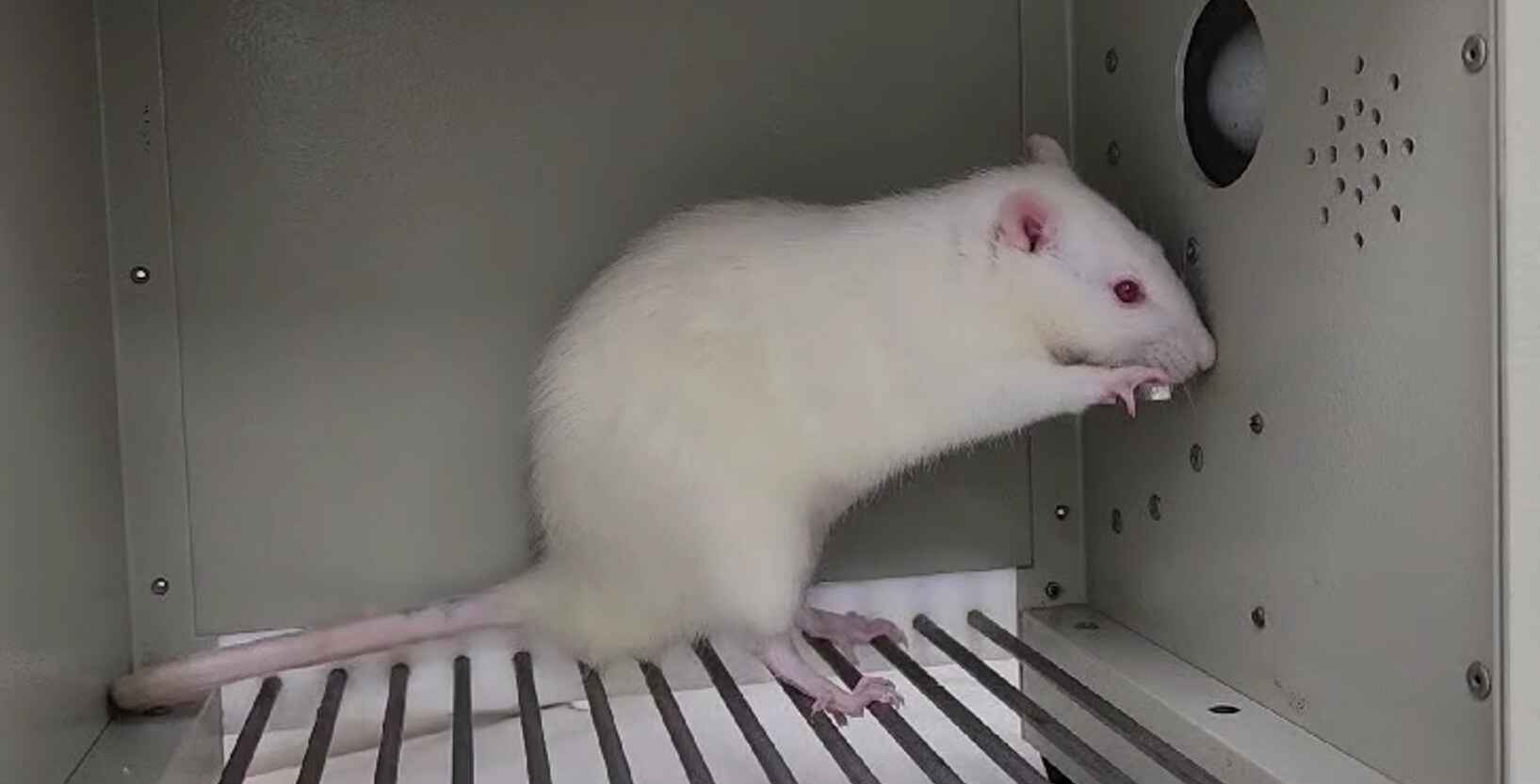 Biotecnologia e IA reduzem dependência de testes em animais